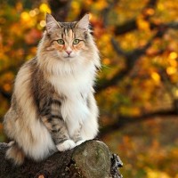 驚きのサイズ感！『体が大きい猫種』4選　魅力や特徴、飼育時の注意点まで