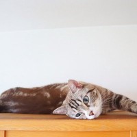 猫と『遊ばないことで起きるトラブル』3つ　信頼を失ってしまうかも？遊び方のコツまで解説