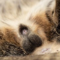 猫の『おなら』に現れる健康サイン4選　病気が隠れている場合も…