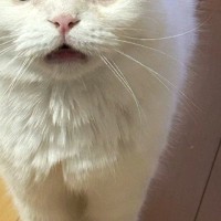 ごはんを要求しにきたネコの顔を見たら……だいぶ圧強めな『まさかの表情』に「ガラが悪いｗｗ」「食べたすぎて眉間にシワがｗ」と２万いいね