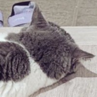 玄関を見たら、猫が『まさかの体勢』で……思わず笑っちゃう光景に４万いいね「繁忙期の帰宅直後の人間感あるｗ」「初めて見た寝方ｗ」