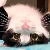 『かわいいので困っています』仰向けで転がる白黒ネコ…破壊力が高すぎる『あざとい表情』が105万表示「アニメキャラみたい」「困ってないｗ」