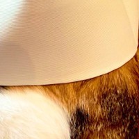 家族とかくれんぼする猫→探すのは上手いけど、『隠れる側』になると…あまりにも愛おしい光景に2万いいね「頭隠して尻隠さずｗ」「てぇてぇ」