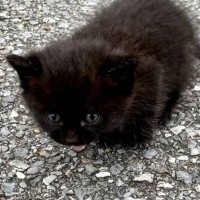 小さくうずくまるパヤパヤの子猫を保護して数年後…思わず笑っちゃう『現在の様子』に12万いいね「何があったｗｗ」「幸せそうで何より」