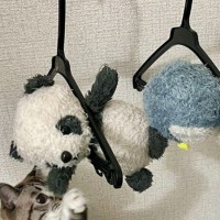 ねこのお友達のぬいぐるみを洗って干していたら…とんでもなく『愛おしすぎる瞬間』に６万いいね「今助けましゅ！」「めちゃくちゃ可愛い」