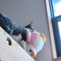『ぬいぐるみを頑張って運ぶ猫』を見守っていたら…ちょっぴり切ない瞬間が39万再生「あっ、て声出た」「持っていきたかったのがわかるｗ」
