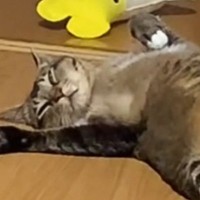 『寝ようとしている猫』を見ていたら……予想外の『人間みたいな行動』に爆笑する人が続出「あっ、玄関の鍵閉めたっけ」「猫かどうかも怪しいｗ」