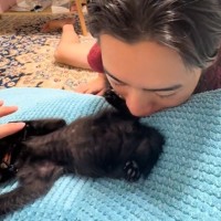 子猫の『お尻のにおい』に……嗅いだパパと『嗅がれた子猫のリアクション』が笑えると50万再生「傷ついてるｗ」「何を頑張らせてんねんｗ」