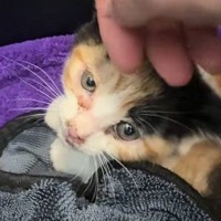 今にも車にひかれそうだった『小さな子猫を保護』→2か月経つと…『泣ける光景』に「幸せにしてくれてありがとう」「素晴らしい」と感動