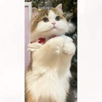 前足を上げる猫の『後ろに飾られたイラスト』を見てみると…とっても素敵な『奇跡の瞬間』に「見事なシンクロ」「わぁかわいい〜」と話題に