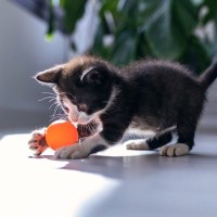 猫が夢中で遊んでくれる『ボール』3つの特徴　選び方から遊ぶときのコツまでご紹介