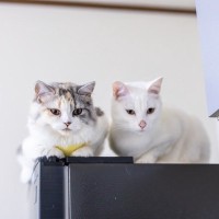 猫が飼い主を『高い場所から見下ろす』3つの心理　行動からわかるサインと適切な接し方を解説