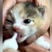 焼き肉をしていたら、資材置き場から『子猫の鳴き声』が聞こえて…『一家総出の救出劇』に「出会いは突然だけど必然」「元気な鳴き声」と反響