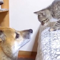 ７歳になった２匹の猫→子猫時代から犬に育てられて…頼れる存在になるまでの『尊い成長記録』に感動「おねむシンクロ可愛い」「天使たち」