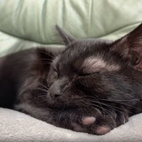 おやすみ中の猫をタイムラプスで撮影してみたら…想定外の『可愛すぎる動き』に１万いいね「他はほとんど動かないのスゴイ」「ピコピコしてるｗ」