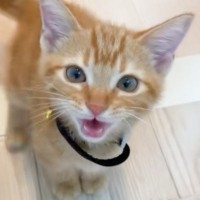 『ニャアーーーーー』と全力で鳴いてきた子猫→思わず笑ってしまった次の瞬間…「心臓バックバクになった」「可愛すぎて真剣に声出た」と36万再生
