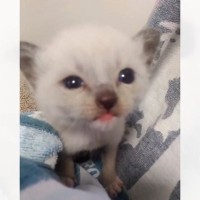 『こんなにも白かった保護子猫』が、７年後…面影がなさすぎる『衝撃ビフォーアフター』に「すっごく綺麗でカッコイイ」「大変身」と２万いいね