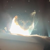 まばゆい光をまとっていた猫→立ち上がったかと思ったら…思わず『叫んでしまった瞬間』が83万再生「悪いやつが浄化されたときの声ｗ」「爆笑」