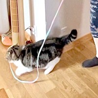 家の中を歩き回るネコ→くわえたヒモの先にはパパがいて…どう見ても『立場が逆転した光景』が34万表示「中腰な感じがｗｗｗ」「下僕の鑑」