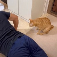 腕立て伏せをしていた夫に……猫がとった『まさかの行動』に爆笑する人が続出「腹筋と何が違うのかｗｗ」「むしりに行ってるｗ」
