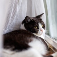 猫が『やめてくれ！』と伝えているときのサイン4つ　飼い主が取るべき対応や注意点を解説