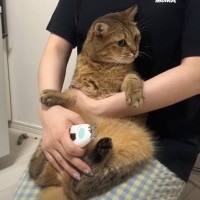 爪切りをするために猫を抱き上げたら…あまりにも可愛すぎる『抵抗の様子』に「しがみつきがたまらない」「笑ってしまった」と3万再生の反響