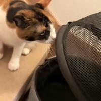 病院に行きたくなさすぎて……連れていかれることを察した三毛猫が次の瞬間→『可愛すぎる行動』に「何度もループしちゃったｗ」「声出たｗ」