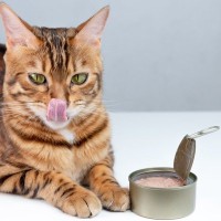 愛猫がつい反応してしまう『オノマトペ』3つ　猫たちが喜ぶ音の響きとは♪