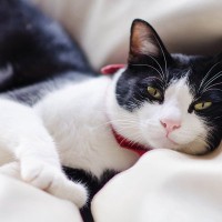 魅力たっぷり！『白黒猫』の特徴3選　模様によって性格が変わるって本当？