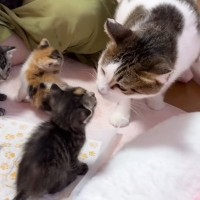母を失った子猫を全く関係のない母猫に預けてみたら…想像以上に『心温まる光景』が42万再生「本当にほっこりする」「素晴らしいね」