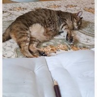 「ナイスアイデアすぎ」太ももが好きな猫たちのために、クッションで『太ももを再現』した結果…可愛すぎる光景が33万再生「素晴らしい」と絶賛