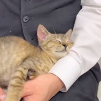 『ホテルに迎えられた元野良猫』が環境に慣れていった結果…『可愛すぎる眠り方』に笑みがこぼれると18万再生「居心地よさそうｗ」「癒しｗ」