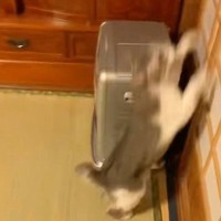 猫が突然『障子を駆け上がり始めた』かと思ったら…『まさかの光景』が438万再生「吾輩は神である」「可愛すぎて笑った」と大反響