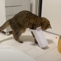 箱好きな猫の前に『小さすぎる箱』を置いてみたら…まさかの行動に爆笑する人が続出「チャレンジ精神見習いますｗ」「諦めないの大事ｗ」