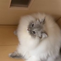 「やだ～って言ってるｗ」ママに甘えたくてドアの前を塞いでいた猫→『おやすみね』と言ったら…まさかの『返事』が62万再生「会話してて素敵」