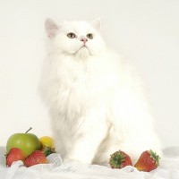 猫に絶対食べさせてはいけない『果物』5つ　命に関わるリスクや誤飲時の症状・対処法も解説