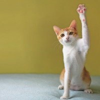 猫が『片手だけ上げている』ときの心理4つ　隠された意味と気持ちを見分けるコツ