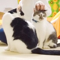 お風呂上がり、ママに甘える２匹の猫→パパも参加しようとしたら…まさかの『不憫すぎる結末』に爆笑「めげずに頑張れ」「露骨に解散するの草」