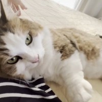 お母さんが腕を伸ばしていると、ネコが……甘えている最中に見せた行動に悶絶が止まらないと話題「可愛すぎて朝から声出た」「大好きなんだね」