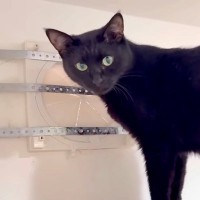 脱走に使う予定の『換気口』をパパにふさがれてしまった黒猫→開けてほしくて見せた、あまりにも『切実なアピール』に「諦めの悪さｗ」と反響