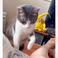 突然じーっと見つめてきて何かと思ったら…猫が見せた『まさかすぎる行動』が176万再生「間違えるなんて可愛い」「大爆笑しちゃった」