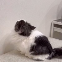 自分で登れるのに『抱っこしてぇ』と甘えてくる猫→抱っこしてあげないと…「なんて愛らしいｗ」「甘えてくるのたまらんね」と癒される人が続出