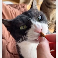 おやつを与えようと口に手を近づけたら…猫が見せたとっても優しい『配慮』に「えぇ、すごすぎる」「なんて愛おしいんだ」と驚きの声
