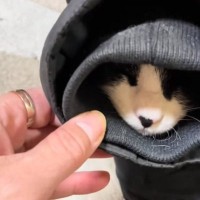 ムームーと助けを求めるように鳴く猫→パパの『服の袖』を見ると…笑わずにはいられない光景が103万再生「可愛すぎるｗ」「あかんつられるｗ」