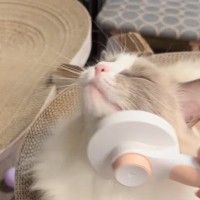 気持ちよさそうにブラッシングされる猫→『急にやめてみる』と…まさかの反応が可愛すぎると222万再生「待ってるｗ」「誤魔化し方がｗ」