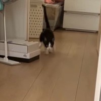 少し離れたところにいた猫に『おいで』と声をかけたら…気付いた瞬間の『可愛い行動』に癒される人が続出「うれしかったんだねｗ」「良かったねぇ」