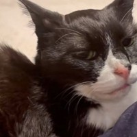 話しかけると毎回お返事してくれるネコ→『好き？』と聞いたら…まさかの反応に１万いいね「人の言葉分かってておもろい」「棒読みで笑ったｗ」