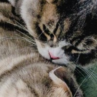 ネコが『背後から襲われた瞬間』を撮影した結果…思わず笑ってしまう光景に「いい顔してるｗ」「映画のポスターになるやつｗ」と14万表示