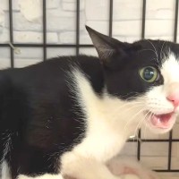 不安のあまり、声がかれるまで鳴き続けた保護猫→諦めずにコミュニケーションをとったら…別猫級の変化と『素敵な結末』に感動「胸がいっぱい」