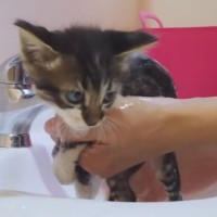 お湯が真っ黒になるほど汚れていた『ノミだらけの子猫』を家族に迎えて５年…成長の軌跡と『現在の様子』に感動「すごく素敵」「美しい物語」